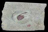 Rare, Red Apatokephalus Trilobite - Fezouata Formation #130435-1